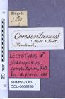 Etikette zu Dicronychus consentaneus (NHMW-ZOO-COL-0008285)